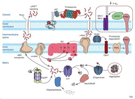 Mitochondrial Quality Control An Integrated Network Of Pathways