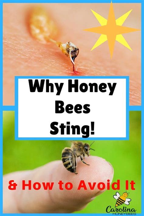 Why Do Honey Bees Sting Us And Can We Avoid Being Stung Yes Bees Do Sting For A Reason And