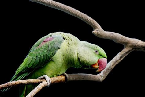 Big Ringed Or Alexandrian Parrot Alexandrine Parakeet Stock Image