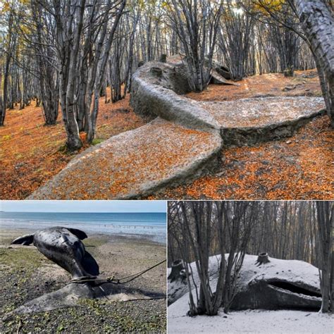 Ancient Whale Fossil Unearthed In Argentine Forest Raises Questions Of