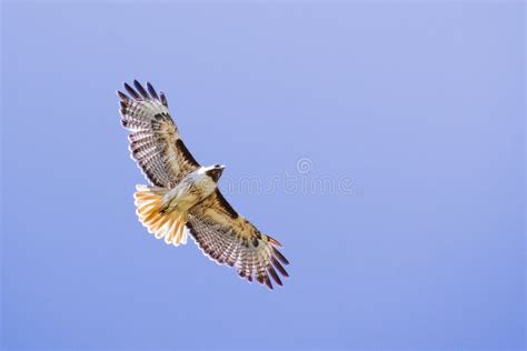 463 Red Tailed Hawk California Stock Photos Free Royalty Free Stock