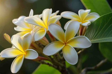 Frangipani Flower Name In Marathi At Renee Woodward Blog