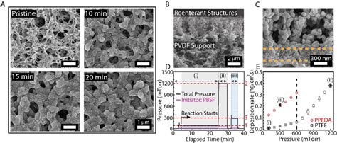 A Scanning Electron Microscopy Sem Images Of Pristine And