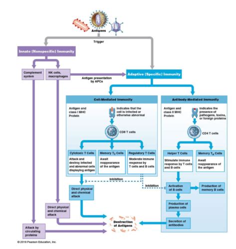 Gen Path Immunopathology And Infectious Disease Flashcards Quizlet