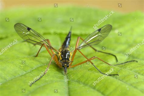 Cranefly Nephrotoma Crocata Adult Resting On Editorial Stock Photo