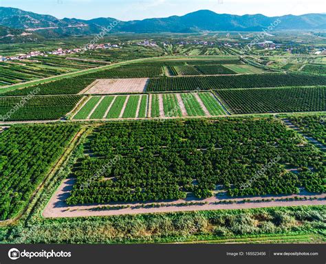 Large areas of fertile land and crops in southern Croatia in Neretva ...