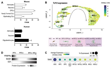 Tcf12 Is Expressed In Oligodendroglial Cells Download Scientific Diagram