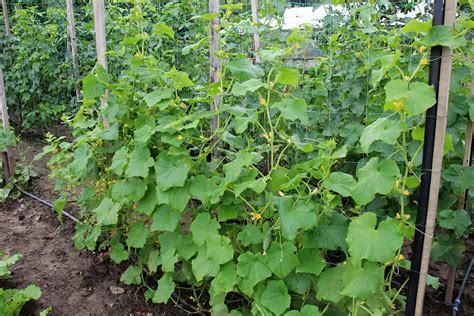 How To Grow Cucumbers The Vertical Way Plantglossary