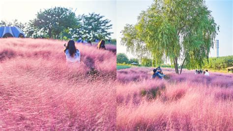 Pink Muhly Garden In Haneul Park Details How To Get There When To Visit