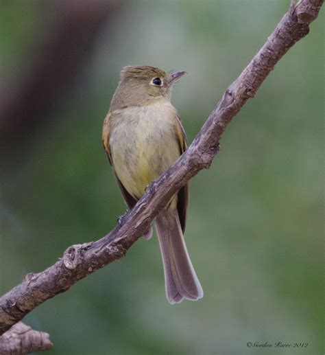 Gordon's Birding Adventures: Pinal Mountains, AZ 8 July 2012