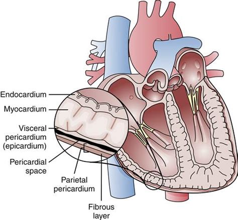 Cardiac Function Basicmedical Key