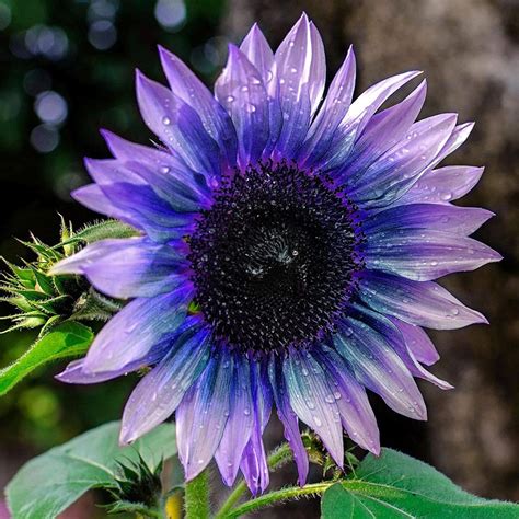 Stks Zak Zonnebloem Zaden Makkelijk Te Groeien Bloeiende Planten