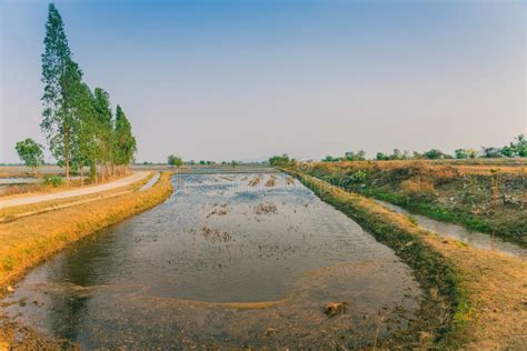 View Of Water Management In The Rice Fields From The Irrigation Canal