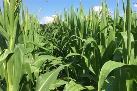 Western Bean Cutworm Canadian Corn Pest Coalition Ccpc