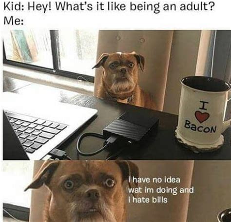 25 Funny Adulting Memes For Panicking Grown Ups - SayingImages.com