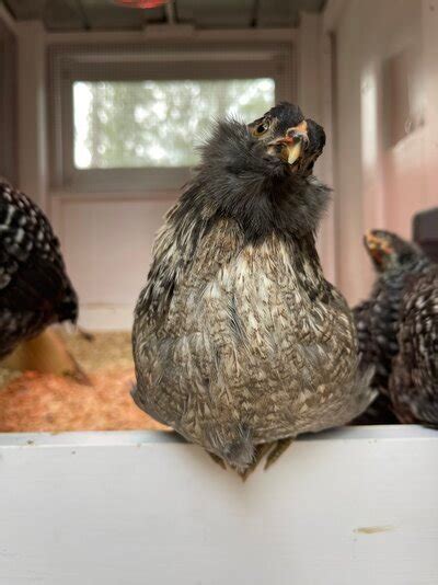 Week Old Easter Egger Pullet Or Cockerel Backyard Chickens