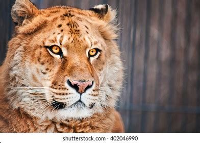 Portrait Lion Tiger Hybrid Close Short Stock Photo 402046990 | Shutterstock