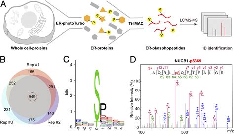 Spatiotemporally Resolved Subcellular Phosphoproteomics Pnas