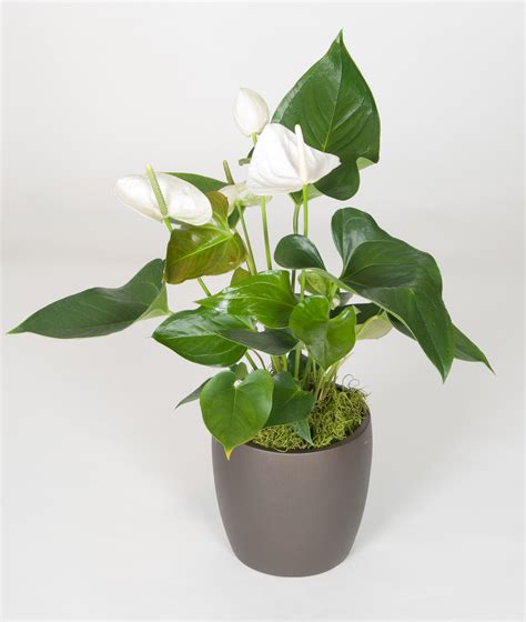 06in Anthurium White - accessplants