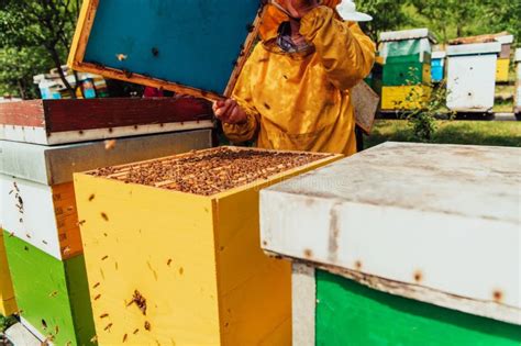 Senior Beekeeper Checking How the Honey Production is Progressing ...