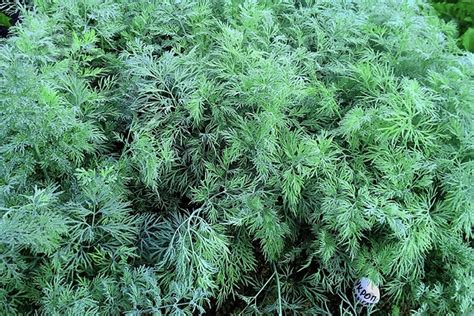 Продам семена укропа, сорт Аллигатор - Одесская обл — Agro-Ukraine