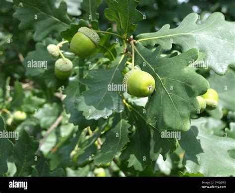 English Oak Tree With Acorns Quercus Robur Stiel Eiche Mit Eicheln