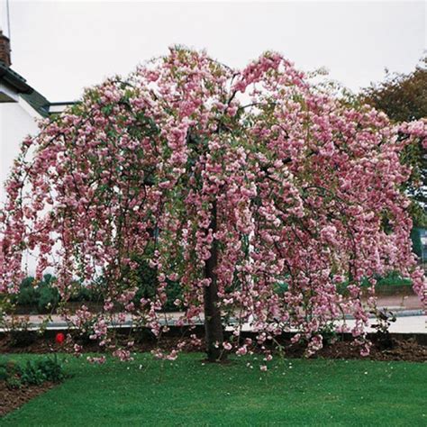 Cire Japonez Pendul Prunus Kiku Shidare Sakura Plante Cu Regim