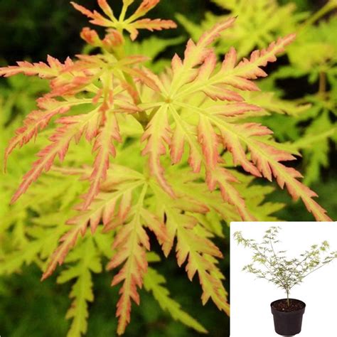 Acer Palmatum Dissectum Seiryu 1gallon Plant Laceleaf Japanese Maple T Nnplant