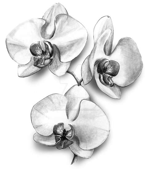 Orchids By Artfullycreative On DeviantArt Orchid Drawing Flower Line