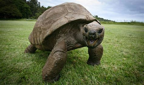 Jonathan (tortoise) - Alchetron, The Free Social Encyclopedia