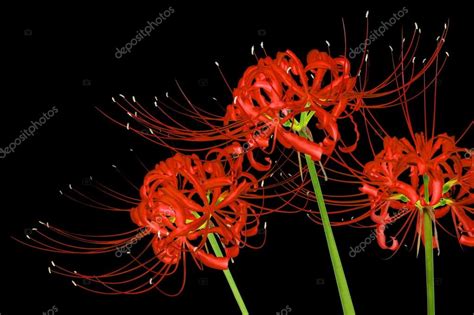 Beautiful red spider lily flowers, or Lycoris radiata, isolated on ...