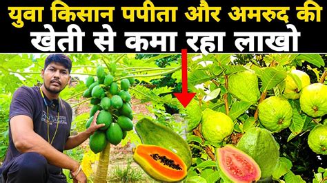 मल्टीलेयर मॉडल से अमरूद पपीता की खेती Papaya Amrud Ki Mishrit Kheti Papaya And Gauva Farming