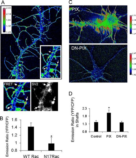 Localized Activation Of Rac Visualized By Fret A Hippocampal Neurons