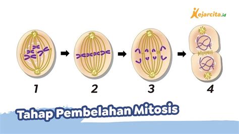 Detail Gambar Tahap Mitosis Koleksi Nomer 42