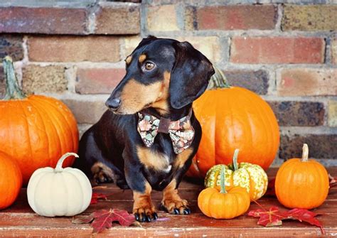 5 Health Benefits Of Adding Pumpkin To Your Dogs Diet Miniature