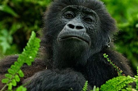 A Guide To Kahuzi Biega National Park | Lowland Gorilla Tours