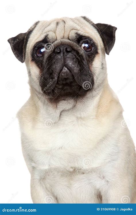 Pug Portrait Serious Stock Photo Image Of Portrait 31069908