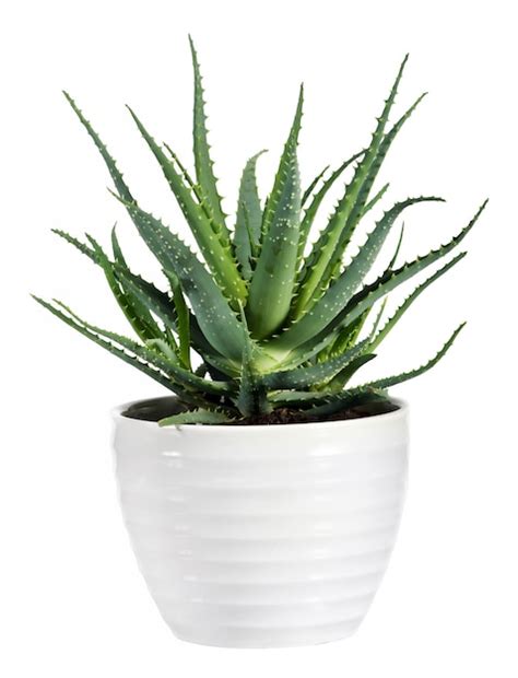 Planta De Aloe Vera Aislada En Maceta Blanca Foto Premium