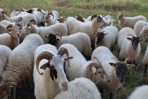 Ferme et exploitation agricole à Herbeys 38320