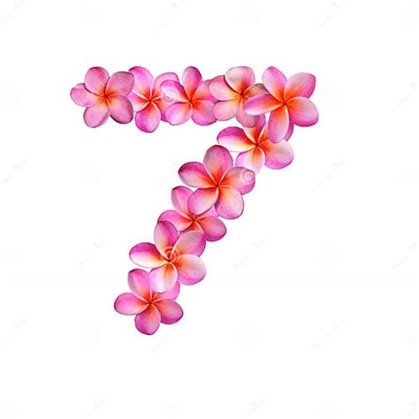 Pink Plumeria Flowers Number Seven Stock Illustration Illustration Of