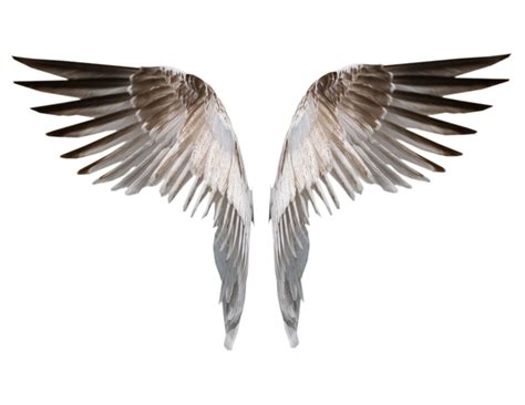 Wings Icon - 14352 - TransparentPNG