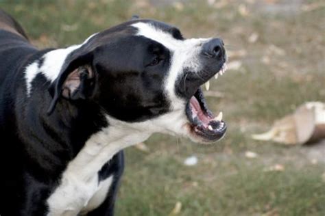 Dog bites - prevention and treatment - Durban & Coast SPCA articles