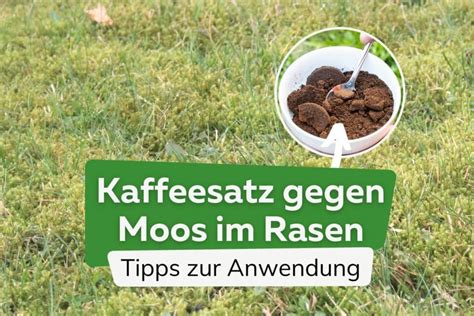 Hilft Kaffeesatz Gegen Moos Im Rasen