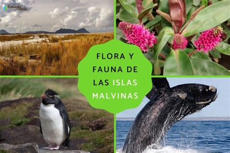 Cual Es La Flora Y Fauna De Las Islas Malvinas