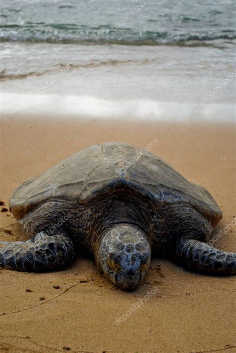 Tortuga marina en peligro de extinción tomando el sol en una playa en