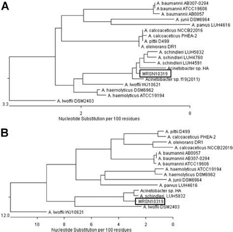 Dendrograms Showing The Relationship Between A Schindleri Mrsn