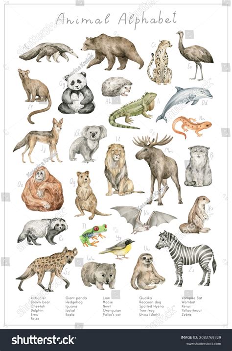 Watercolor Animal Alphabet Abc Poster Kids Stock Illustration ...