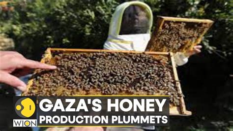 WION Climate Tracker Declining Bee Population In Gaza Pose Threat To