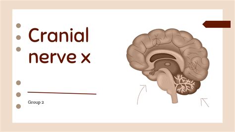 SOLUTION: Cranial nerve x - Studypool