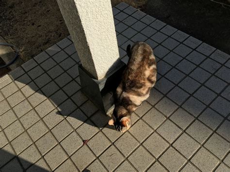 猫には都合のいい長さ 猫のくるみ お世話日記